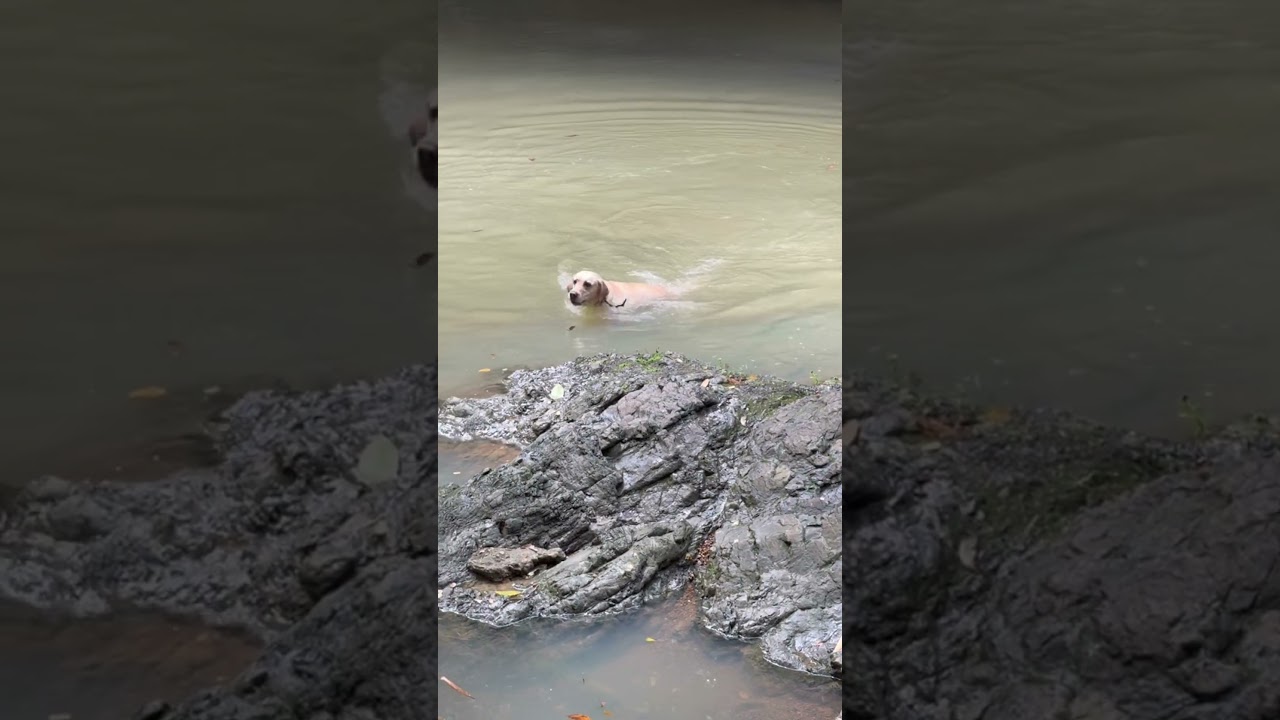 Having fun at the river after the rain ended. #labrador #swimmingdogs #labradorretriever #yellowlab