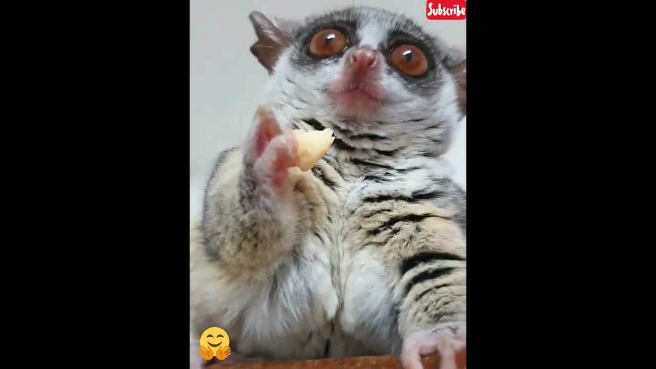 lemur comiendo 🍎🥰 #cute #shorts #lemur  #funny #tendencia #fyp