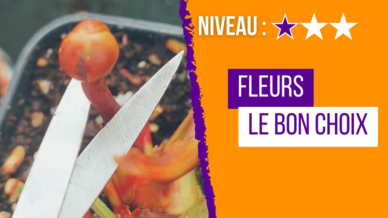 Faut il couper les fleurs des plantes carnivores ?