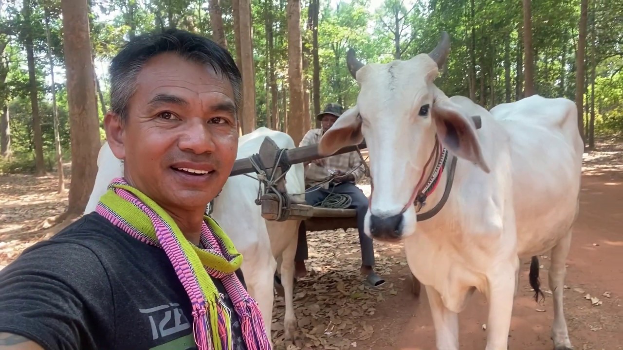 Ox Cart Ride Around Bakong Temple at Siem Reap  ជីះរទេះគោ នៅជំុវញប្រាសាទបាគង