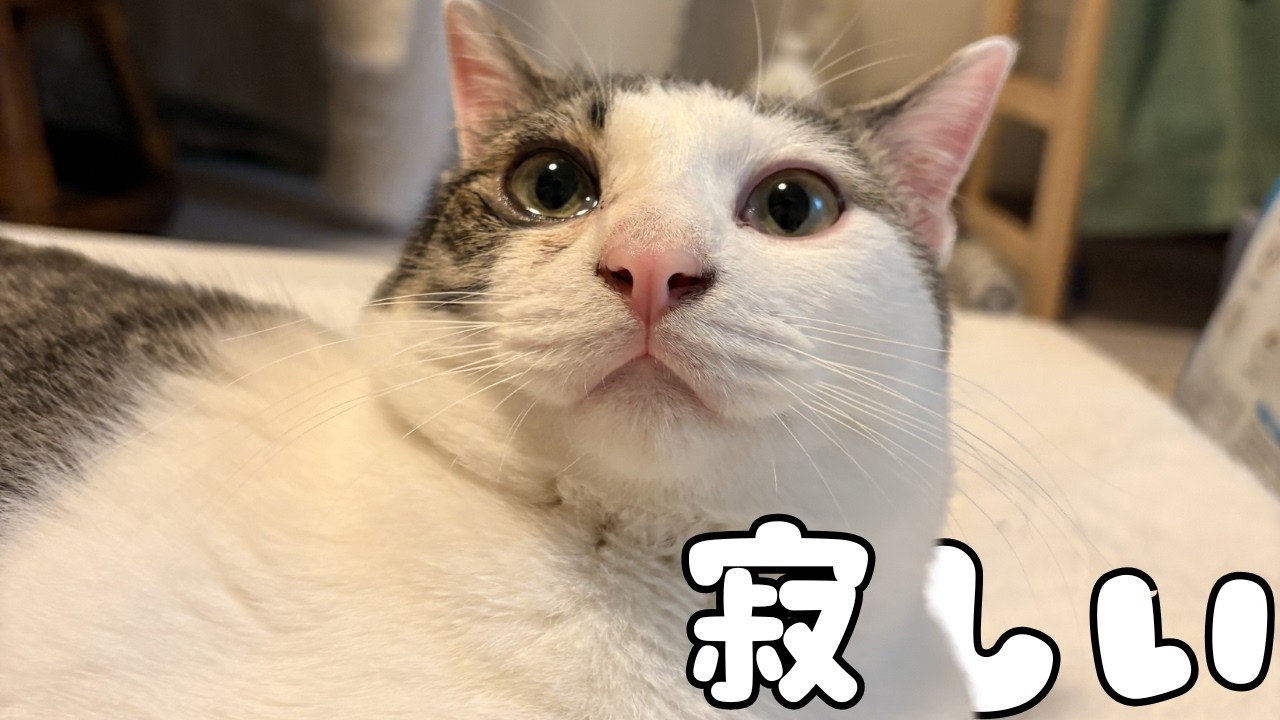 ママが仕事に行ってしまって、お留守番中寂しそうな猫の様子が切なかった…【保護猫】