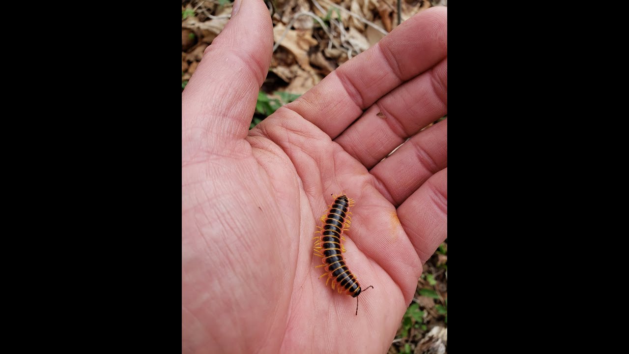 Best How To Video | PA Morels Mushrooms | LEARN IT ALL HERE