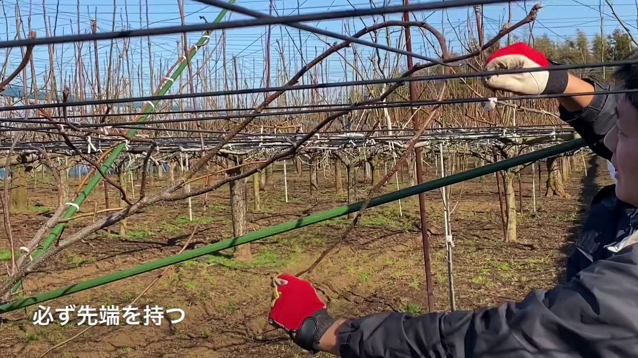 3年目の若木の剪定①主枝の剪定　よくわかる！梨の作業シリーズ22
