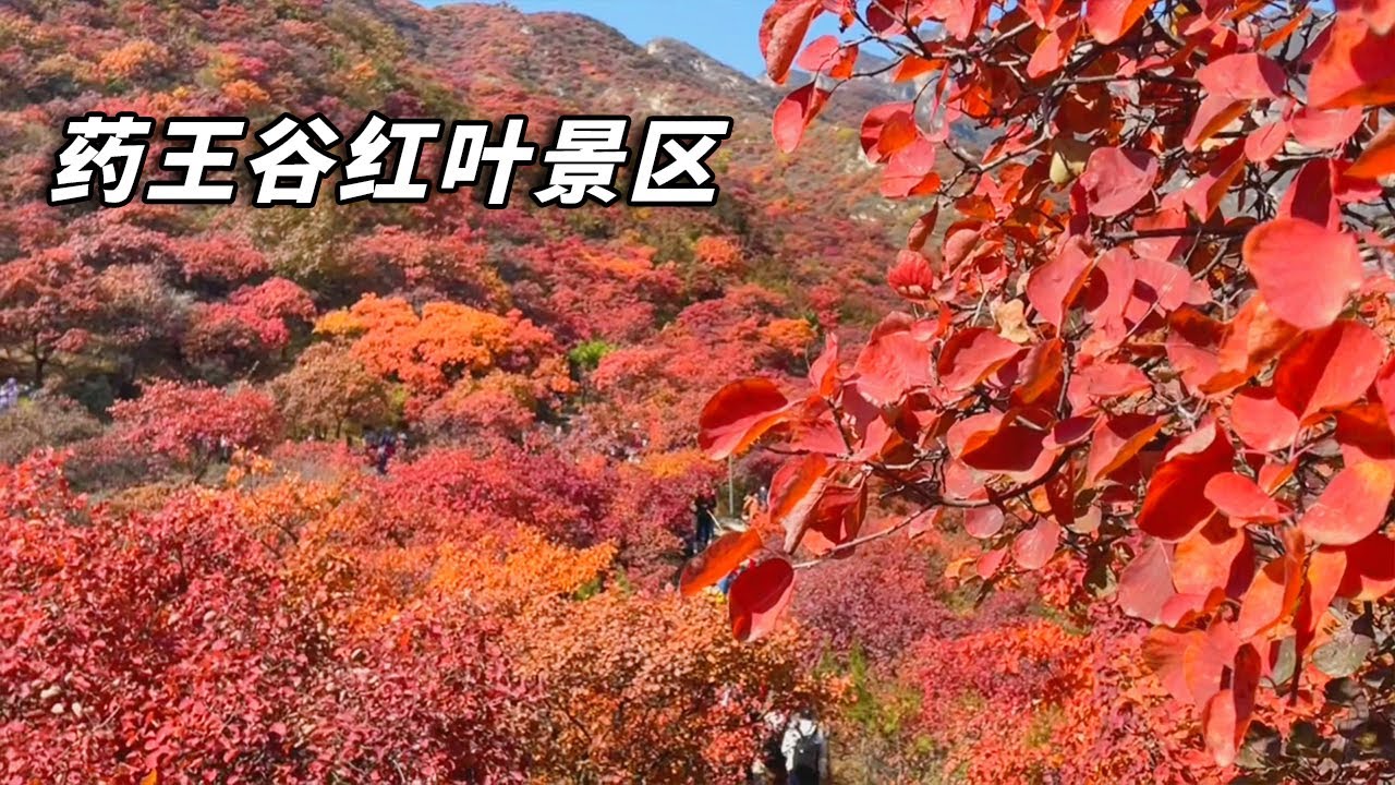 北京赏秋之旅～令人惊艳的药王谷红叶景区，全程实拍，红叶真漂亮【行走世界的北京老刘】