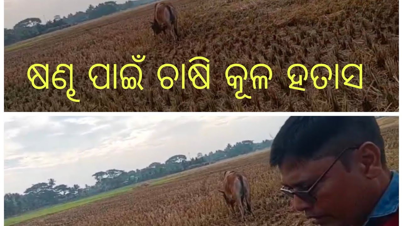 ଷଣ୍ଢ ପାଇଁ ଚାଷି କୂଳ ହତାସ