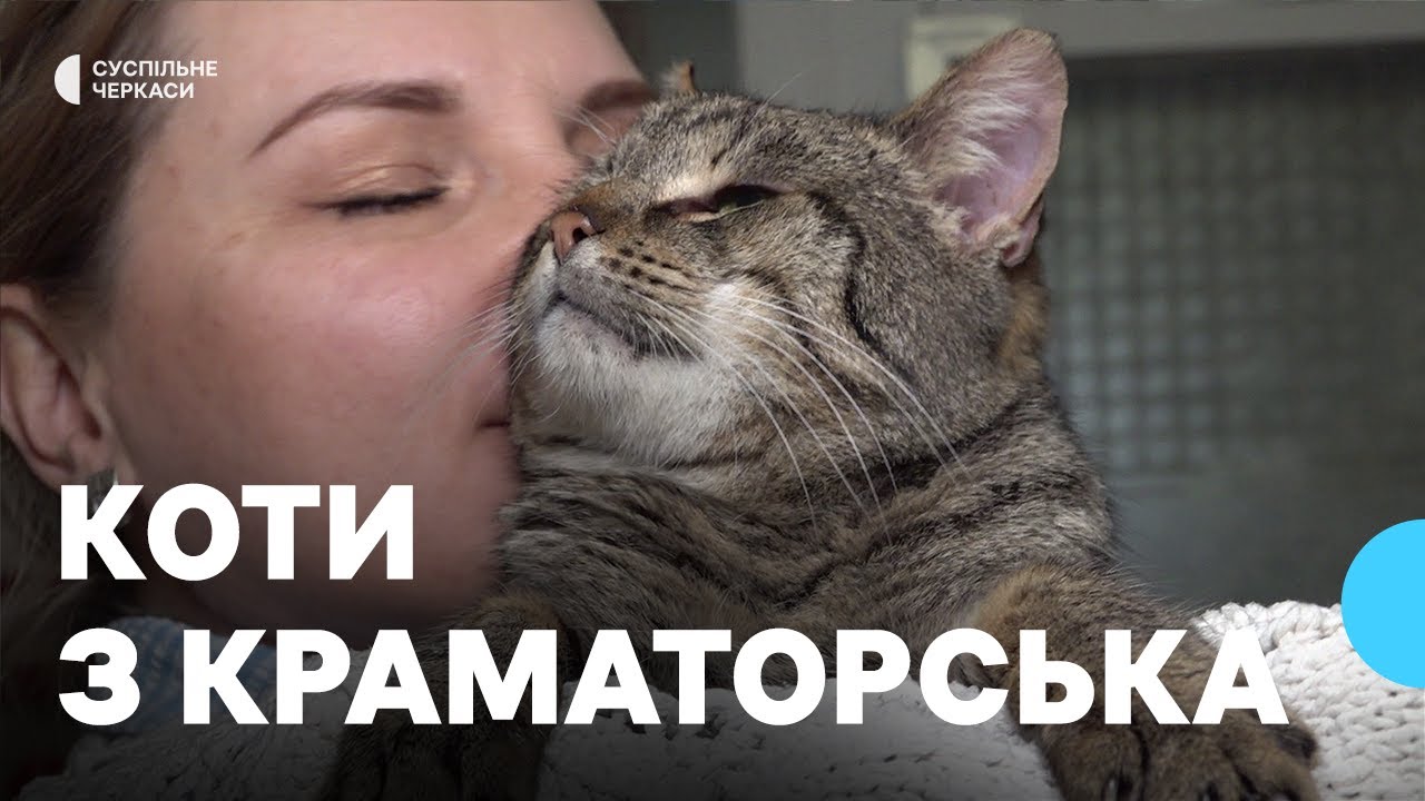 До Черкас евакуювали котів з Донеччини