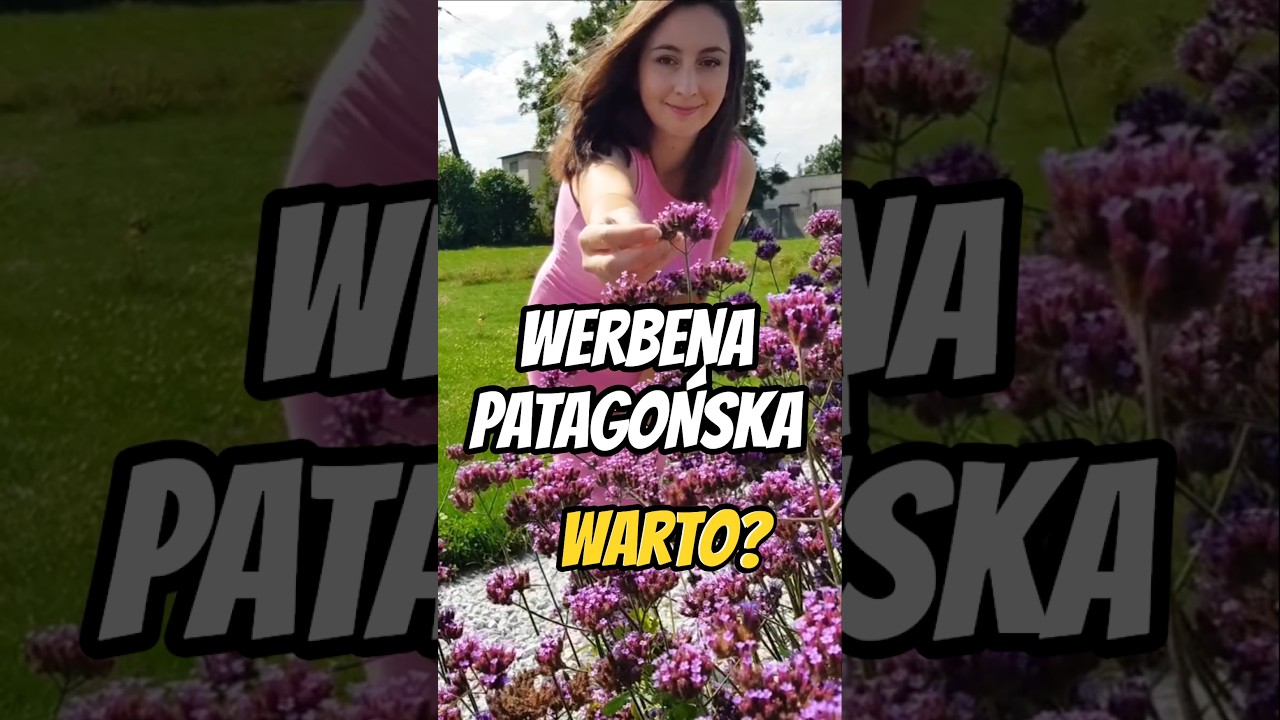 Werbena patagońska wszystko co musisz wiedzieć #ogr&oacute;d #werbenapatagońska #rośliny