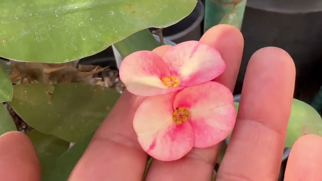 Продано! Шестой пакет.