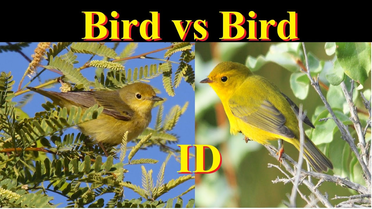 Identify Birds: Yellow Warbler vs Wilson's Warbler (females): Side-by-side