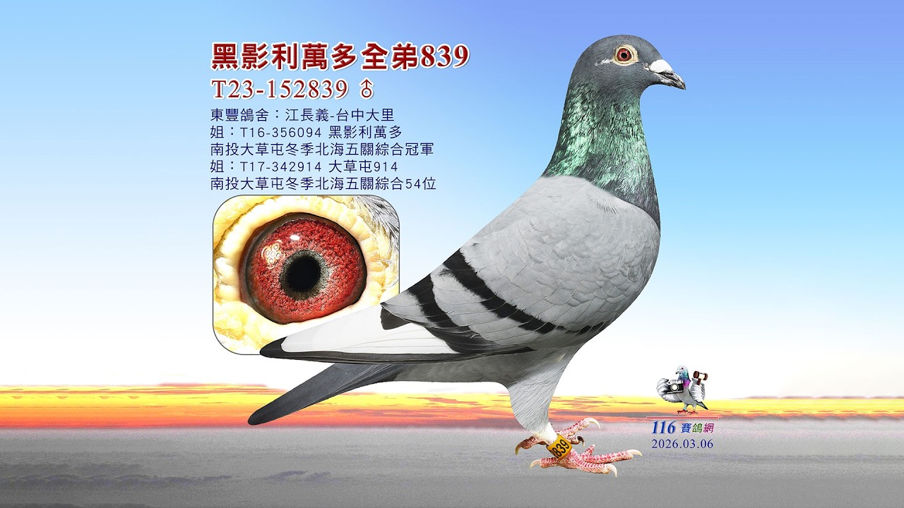 【江長義】南投大草屯冬季北海綜合冠軍🏆黑影利萬多全弟 T23-152839