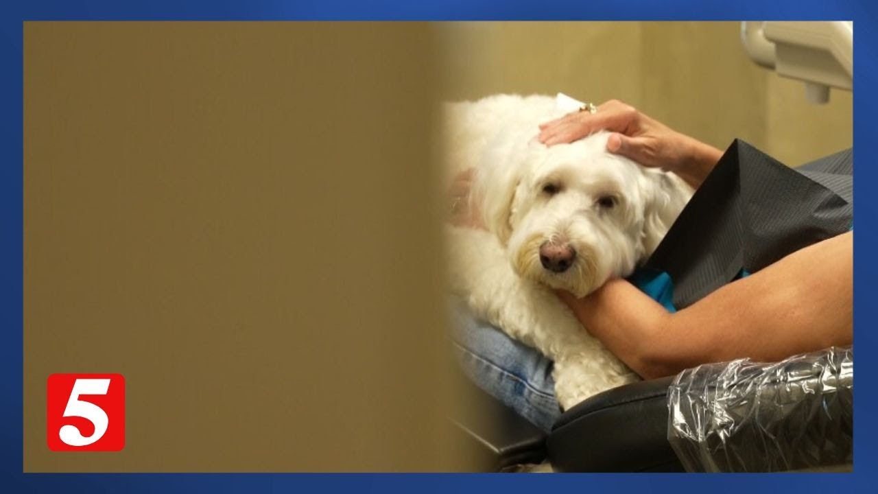 Meet Chai! This dental office's therapy dog helps ease patient anxiety