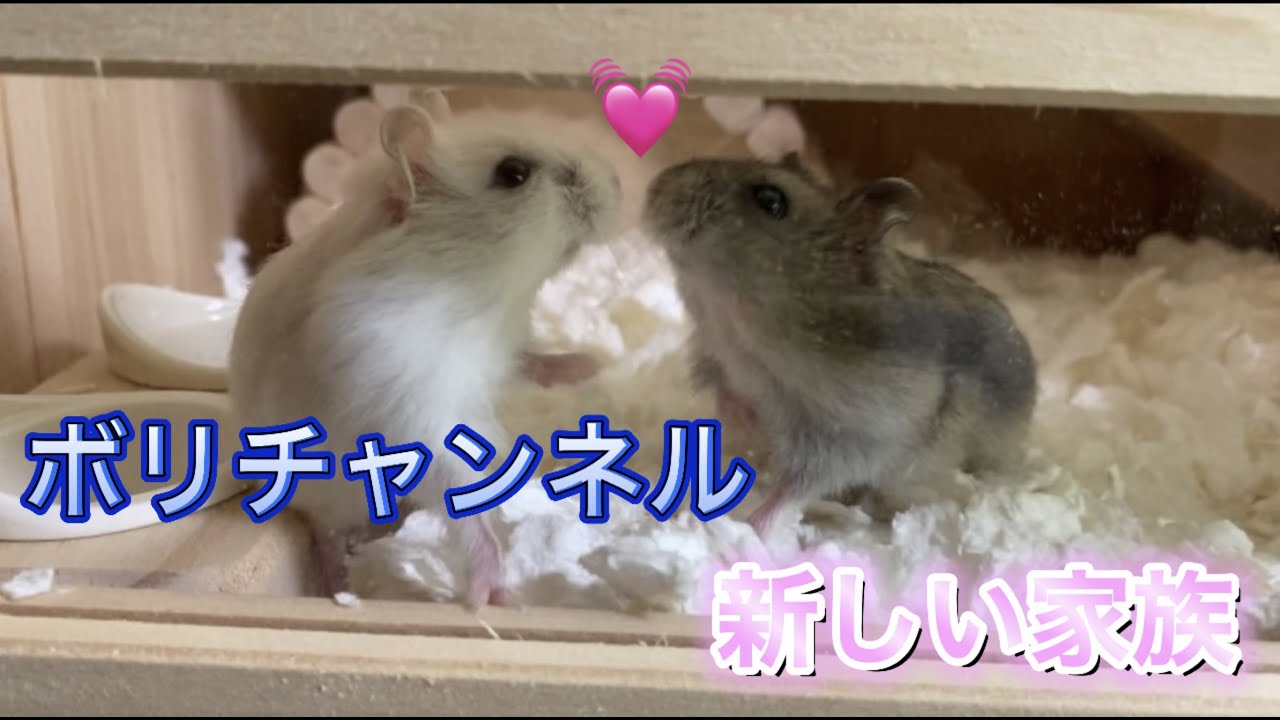 【ハムスター】ボリチャンネルの新しい家族😊
