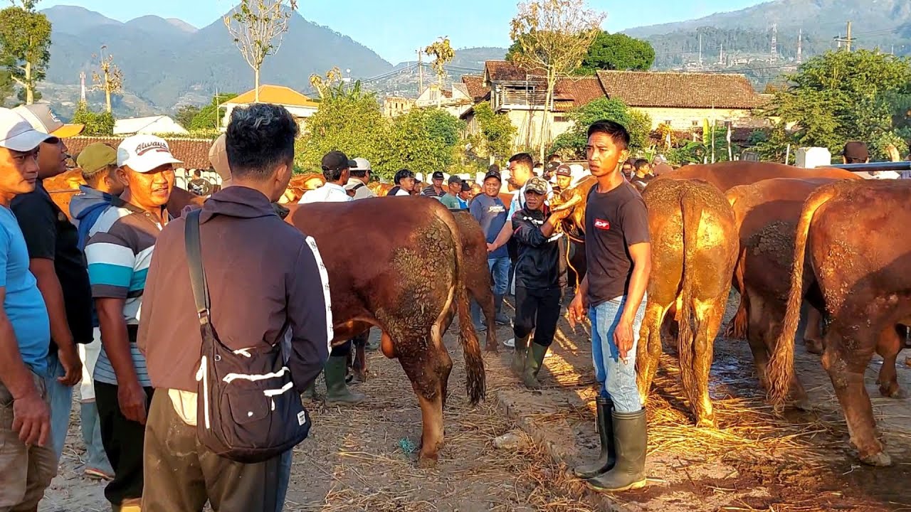 Juragan Muda Boyolali BORONG SAPI JUMBO PASAR PLAOSAN 