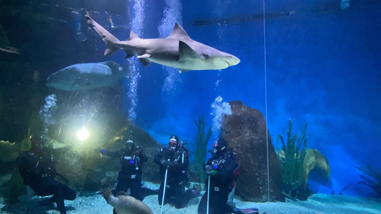 Sea Life Melbourne shark dive