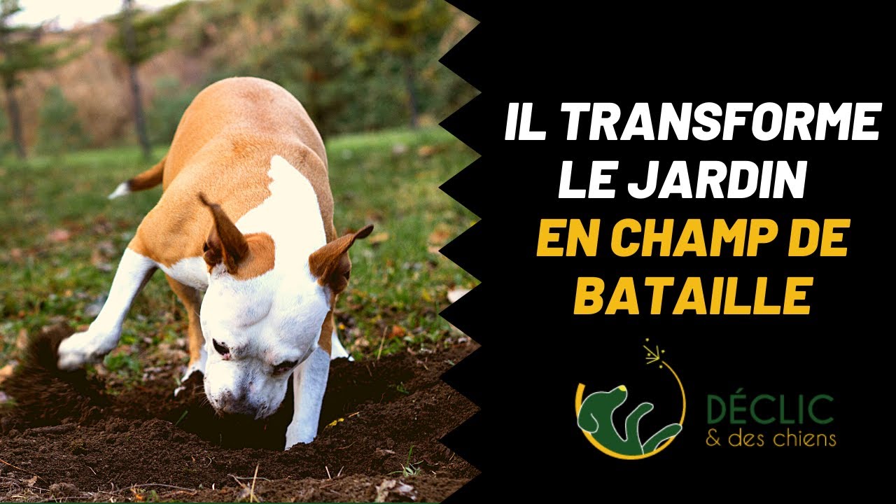 Chien qui fait des trous, que faire ?