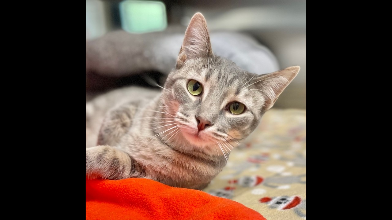 Lumi - Adoptable Cat at Brown County Humane Society