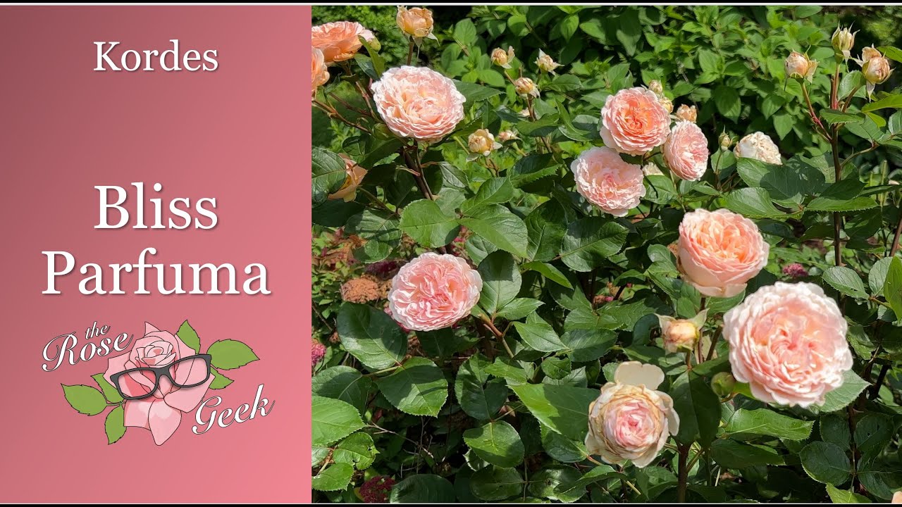 🌹 My Favorite Rose / Bliss Parfuma / YOU NEED THIS ROSE / Kordes /(Fairytale Magic)