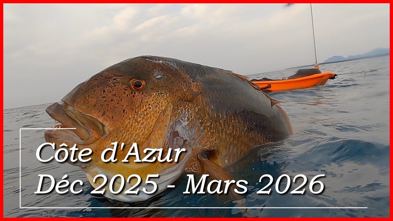 Chasse sous-marine Côte d'Azur Déc 2025 - Mars 2026 : Denti 9.4 kg, Langouste, Chapon