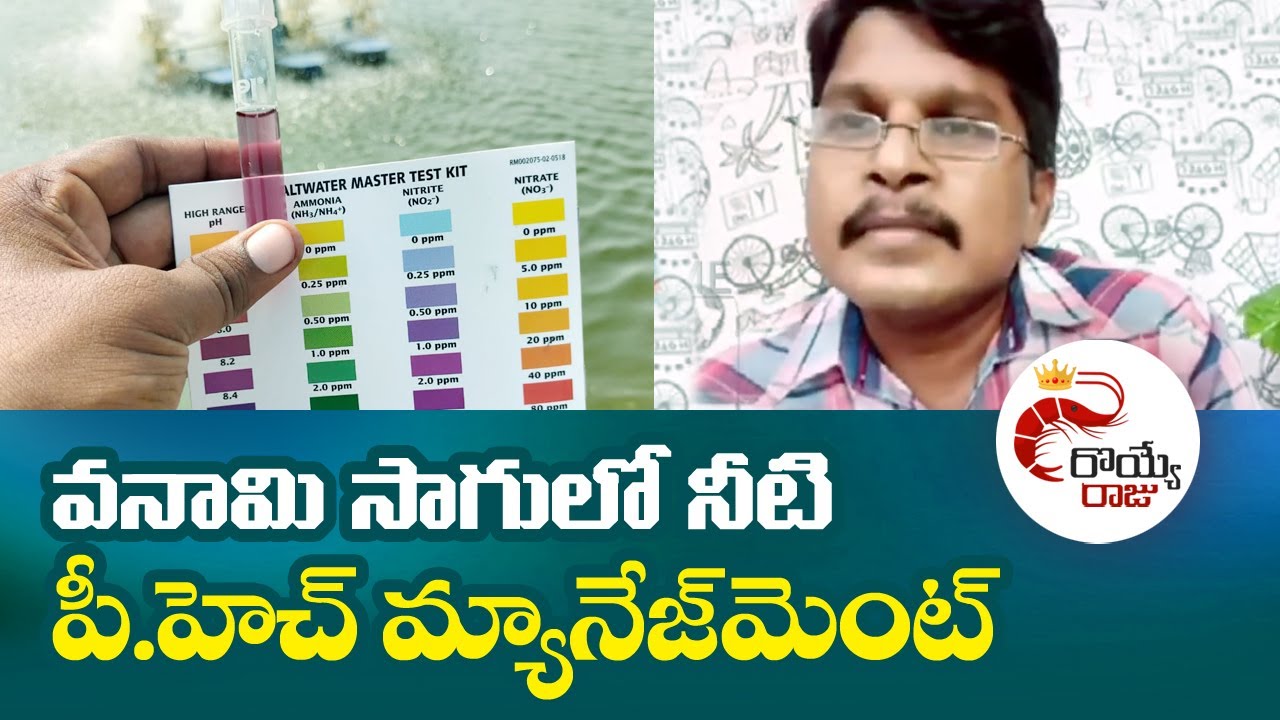 వనామి సాగులో నీటి పీ.హెచ్ మ్యానేజ్ మెంట్ | PH Management in Vannamei Shrimp Farming | Royye Raju