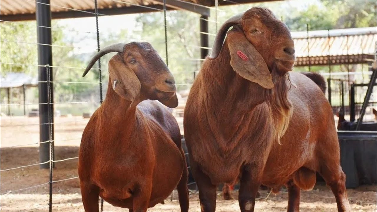 Red goat eat. Goat sound. Goat run. Animals in world. 