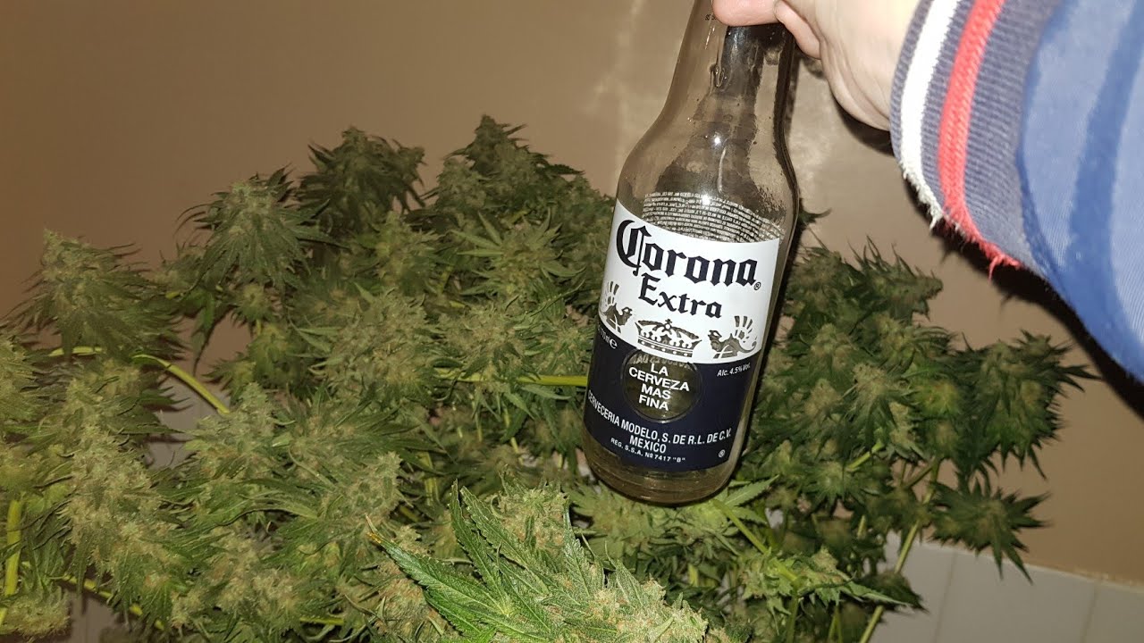 Coco Grow. Sticky Hybrid HPS 400w. Canna. 1&times;1 Tent. One tent One big Pot method. Heavy yield. Potent