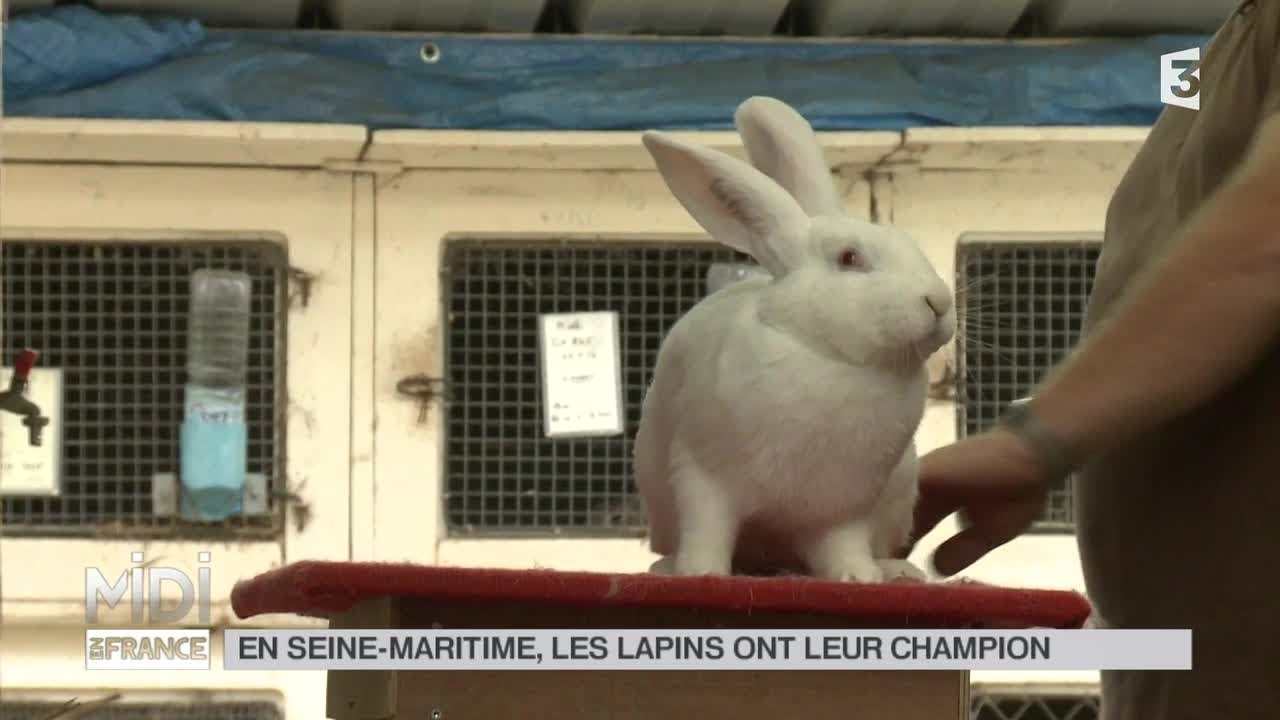 ANIMAUX : En Seine-Maritime, les lapins ont leur champion