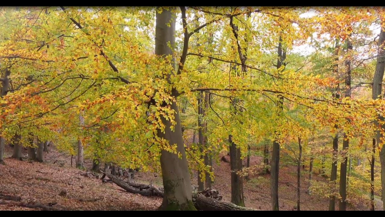 L' AUTUNNO.