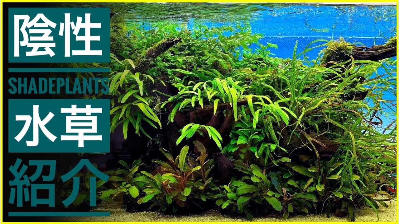 陰性 水草水槽　種類やレイアウトのコツを紹介【アクアリウム初心者へ】ブセファランドラ/アヌビアス/ボルビティス/ミクロソリウム/ウィローモス