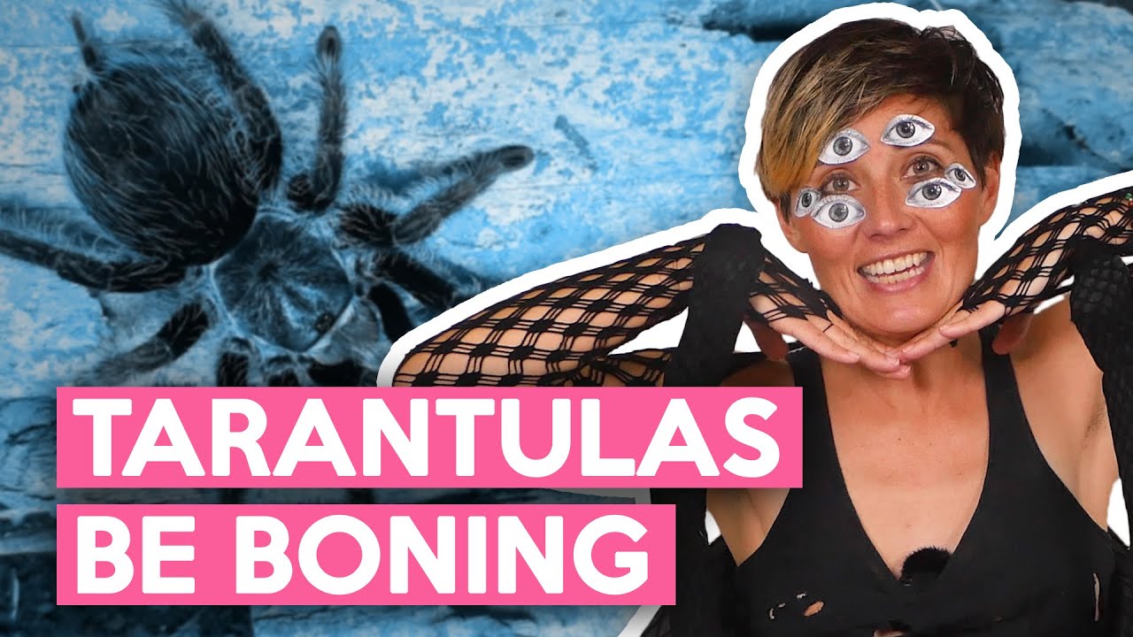 SEMEN, PHEROMONES, AND CANNIBALISM: How Tarantulas Have Sex!