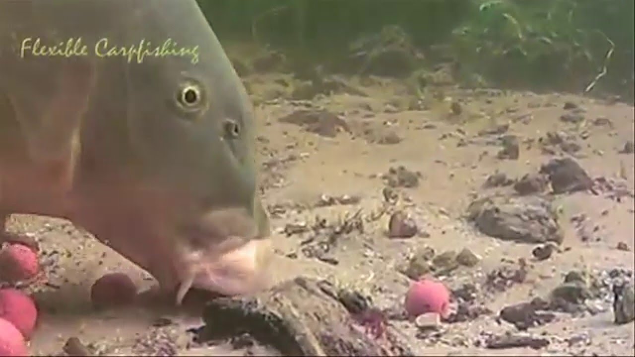 Best of Flexible carpfishing old