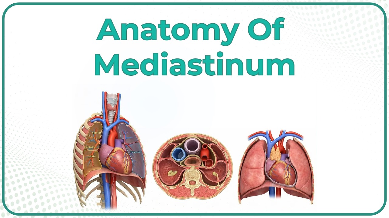 Anatomy of Mediastinum Animation /USMLE