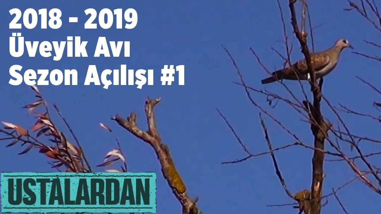 2018 - 2019 &Uuml;veyik Avı Sezon A&ccedil;ılışı 1  Ustalardan Yaban Tv
