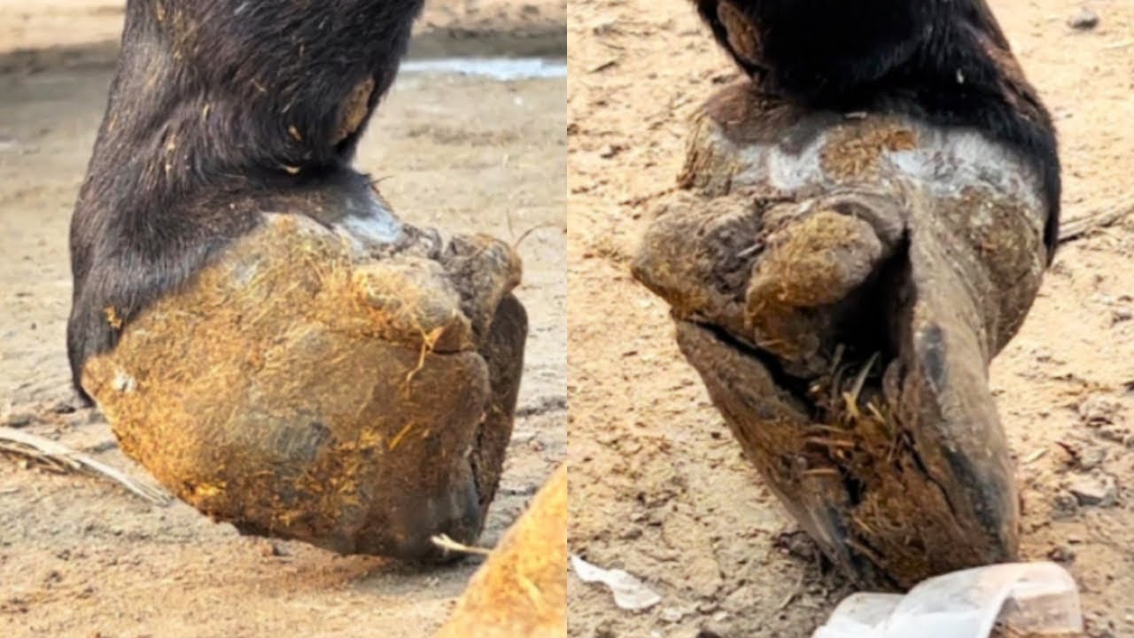 A Donkey With Many Diseases! One Eye Is Blind And The Hoof Is Broken. It Looks So Miserable!