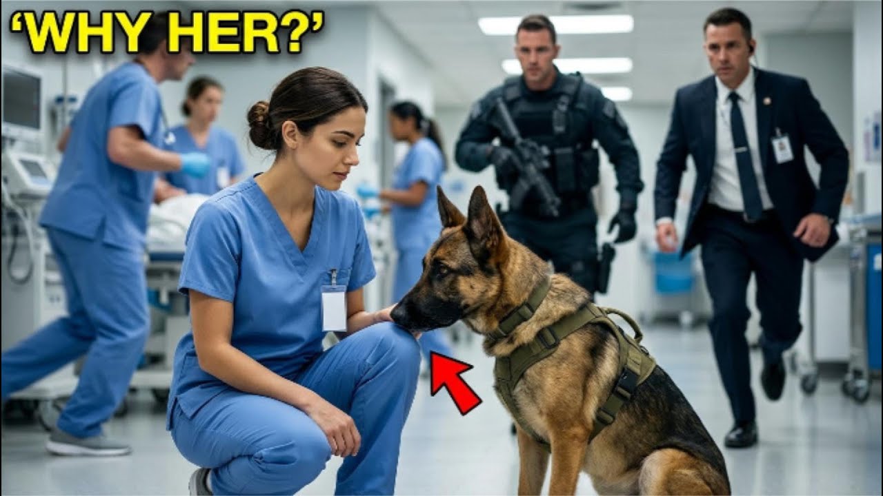 Bomb K9 Ignored Every Bag — Then Locked Onto the Rookie Nurse