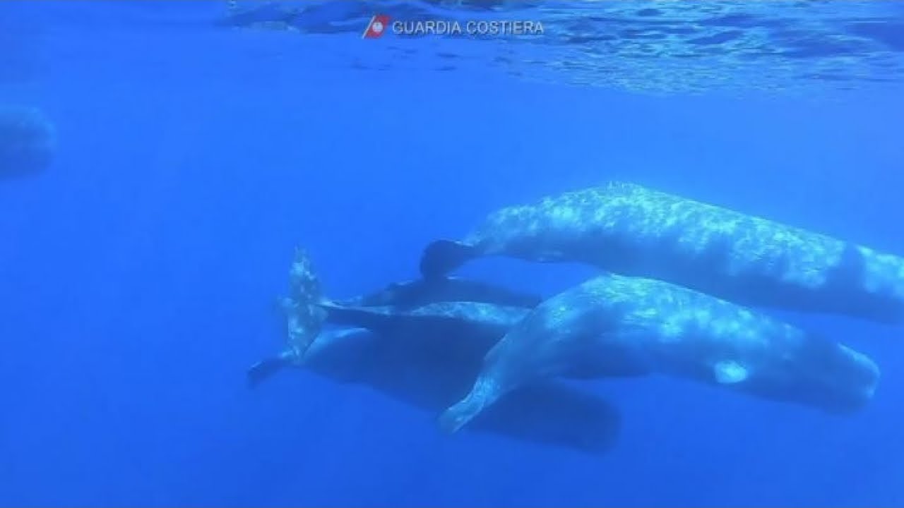 Capodogli a Lipari, spettacolo in acqua a pochi metri dal branco