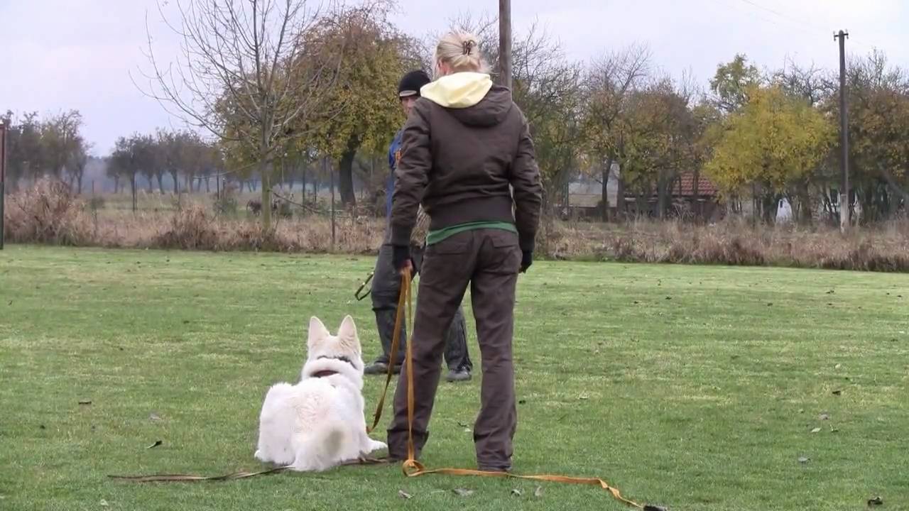 White swiss shepherd-training of defence/Ayla Shengul Nubika
