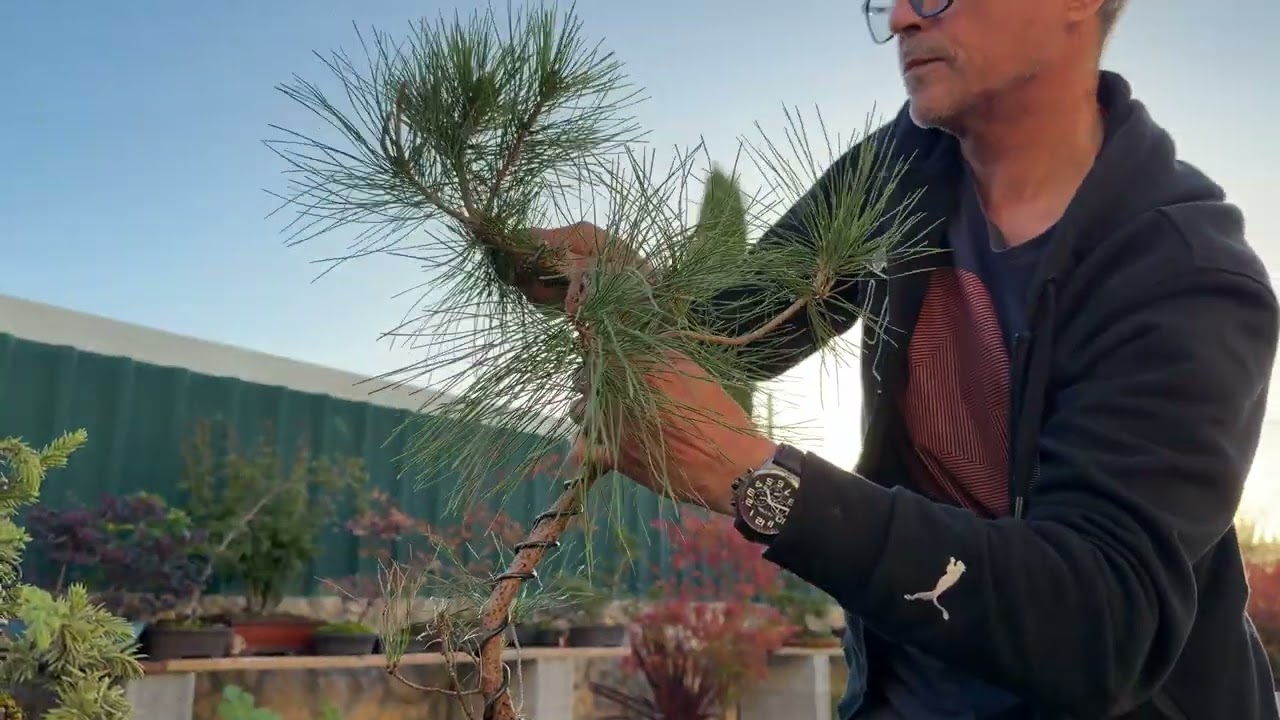 История бонсай из сосны густоцветковой (Pinus densiflora) – первая пересадка и формирование первы...