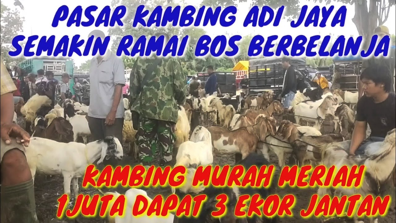 SATU JUTA DAPAT 3 EKOR KAMBING JANTAN//PASAR KAMBING ADI JAYA