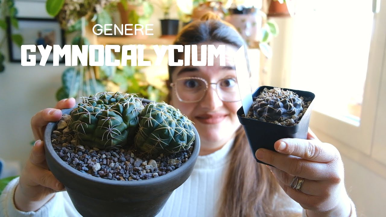 GYMNOCALYCIUM: tutto quello che c'è da sapere su questo genere | #gymnocalycium #piantegrasse