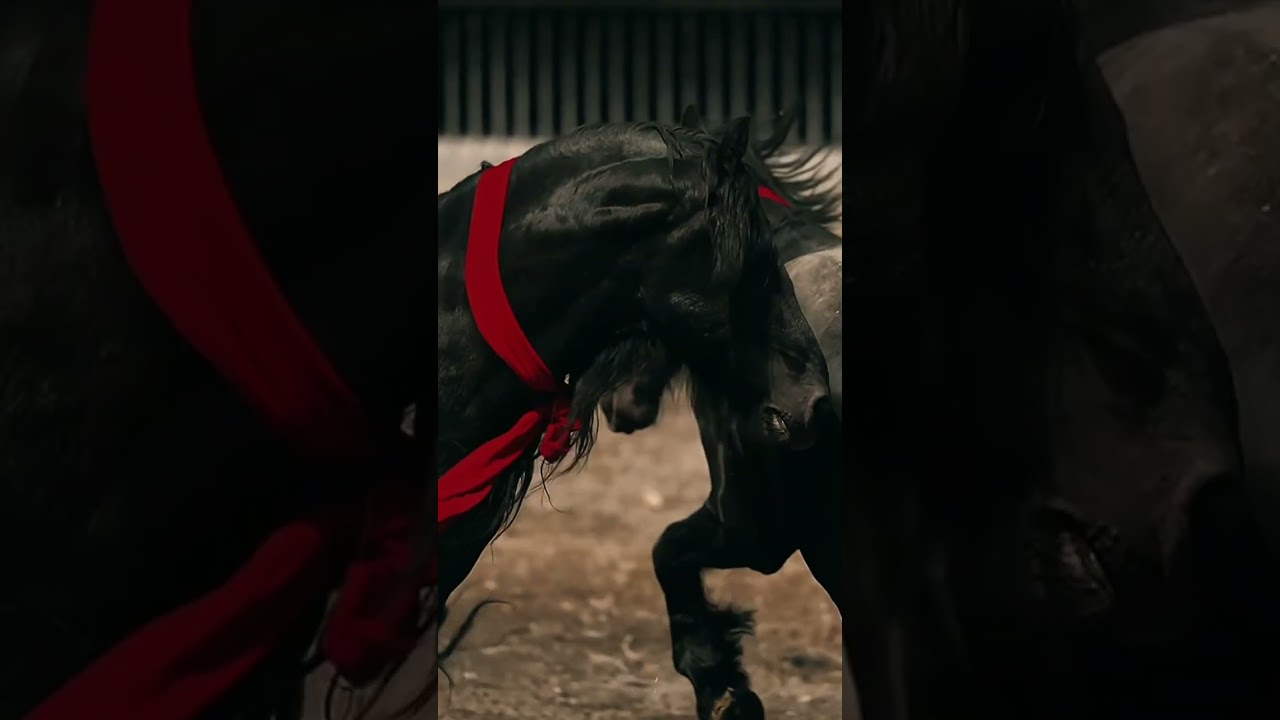 FRIESIAN mixed 