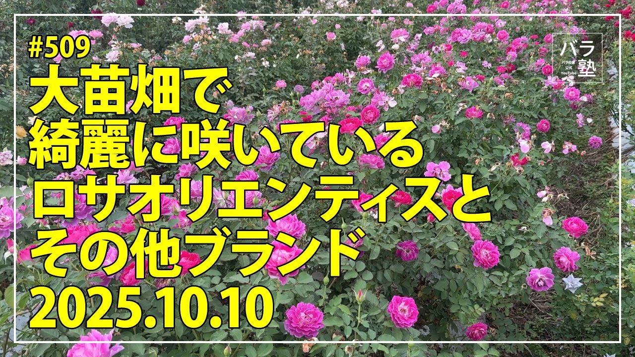 #509 大苗畑で綺麗に咲いているロサオリエンティスとその他ブランド 2025.10.10