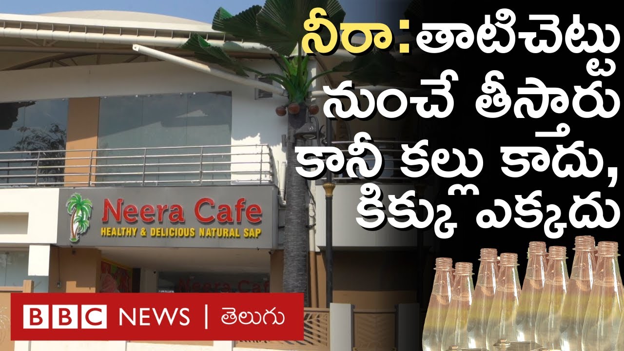 Neera Café in Hyderabad: తాటిచెట్టు నుంచి ఈ నీరాను ఉదయం లోపే ఎందుకు తీస్తారు? లేకపోతే ఏమవుతుంది?