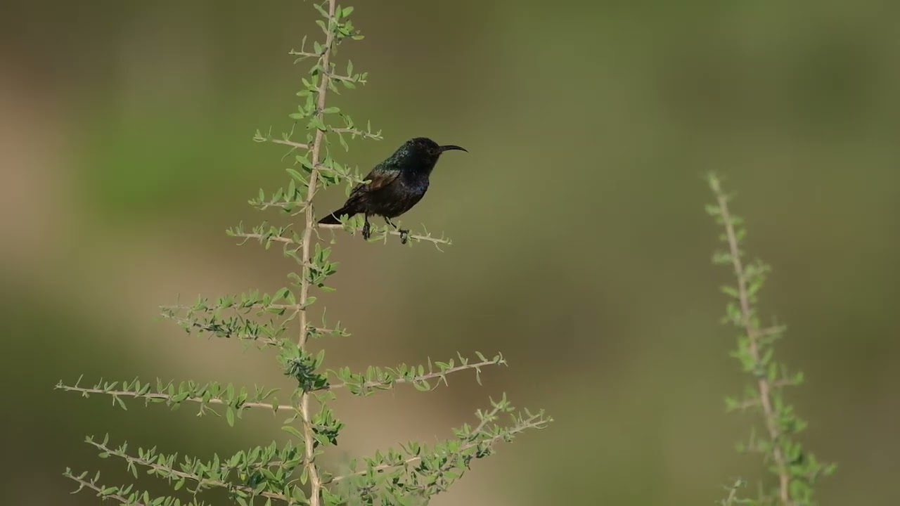 Male Palestine sunbird breaking into song