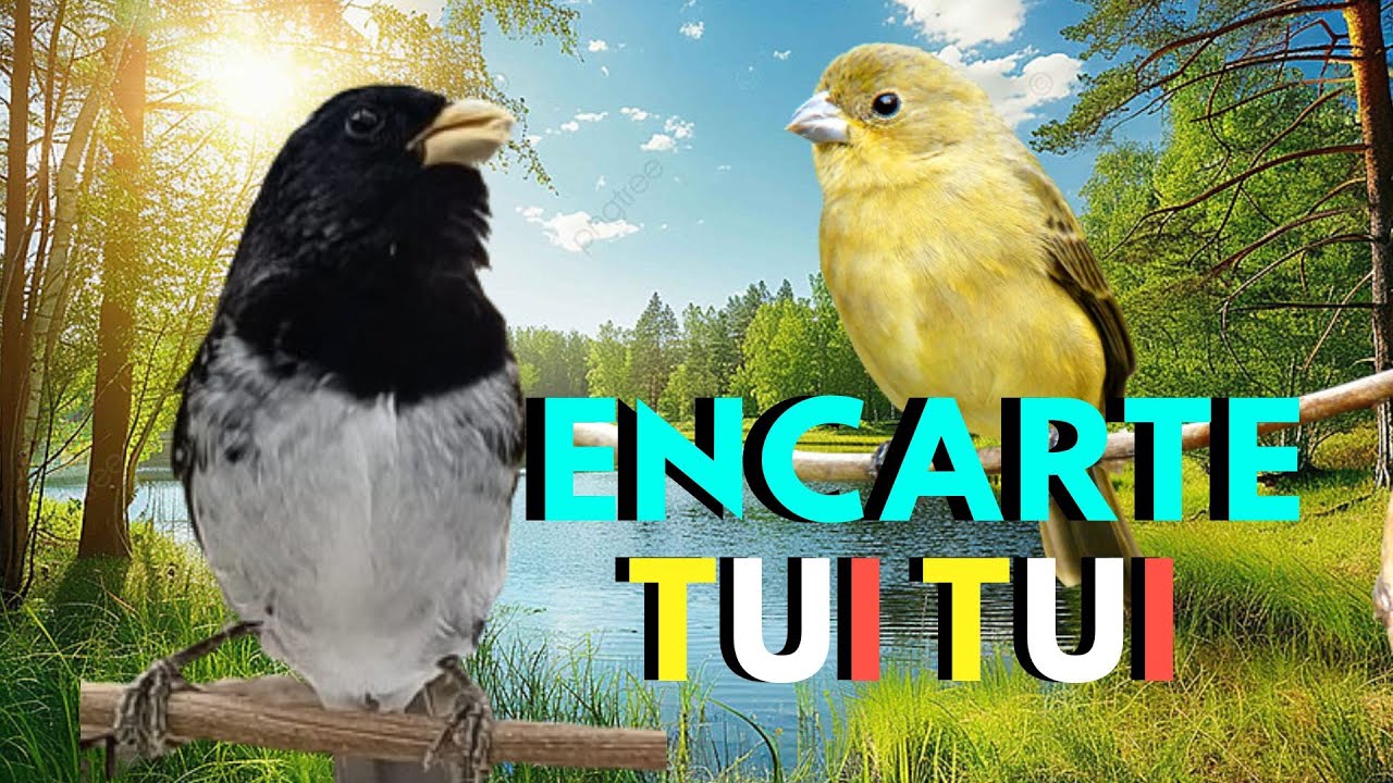 Teste esse Encarte de Coleiro Tui Tui Pra Encarte e fêmea para esquentar coleiro tui tui Puro