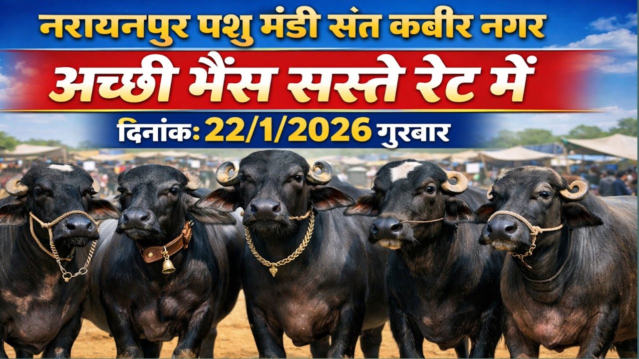 नरायनपुर पशु मेला संत कबीर नगर यूपी | 22 जनवरी 2026 | आज की भैंस की कीमत | Buffalo Price Today