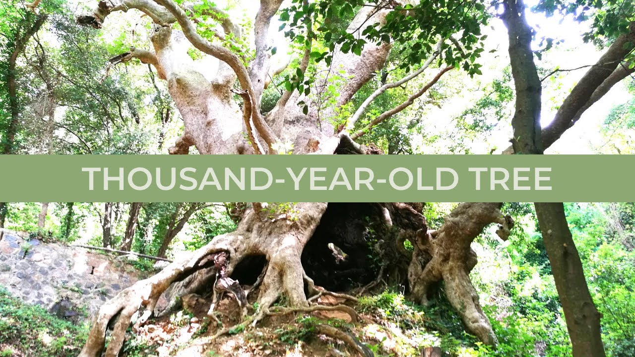 CURINGA: 1000-YEAR OLD Giant Tree and Monastery of Sant'Elia Vecchio (Catanzaro, Calabria)