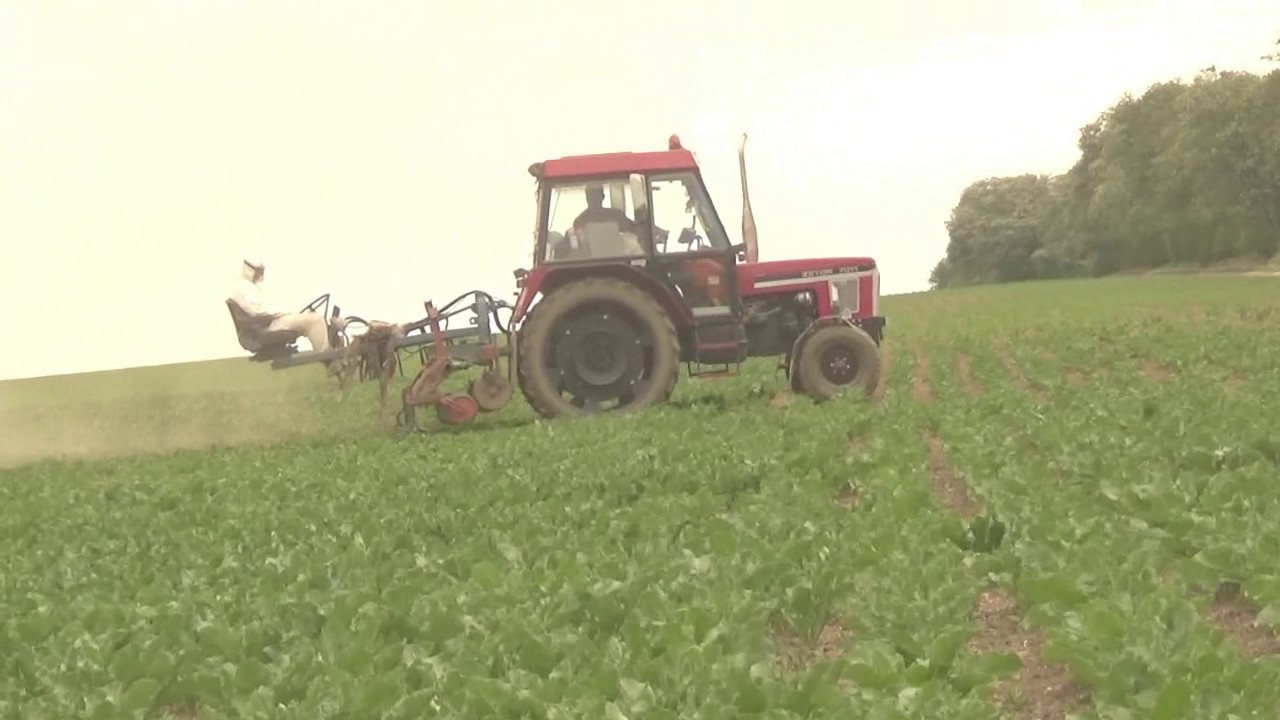 Plečkovanie repy s Zetor  7011