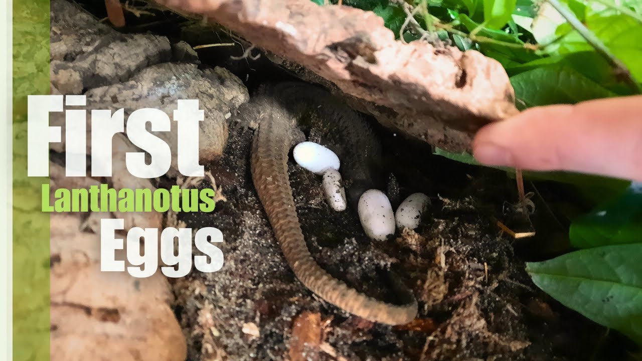 Borneo earless monitor EGGS! Lanthanotus breeding