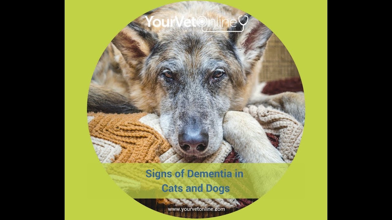 Dementia In Pets