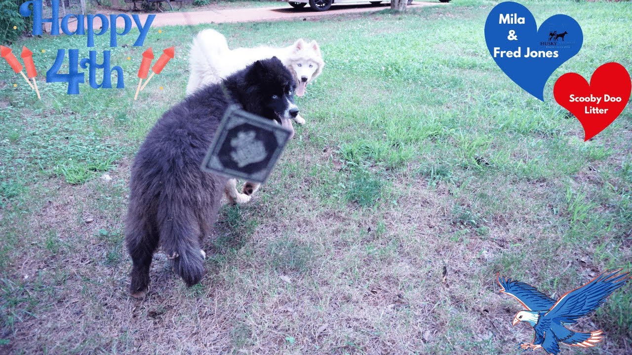 Sweet Huskies | Husky Palace